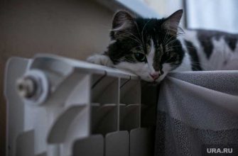 Пяьный свердовчанин убил котов реальный срок колония Канатова
