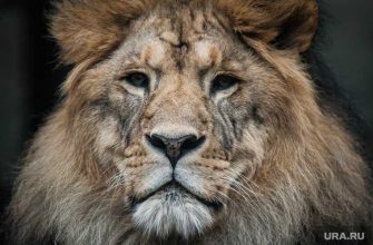 гибель львов петиция президент закрыть крымский парк Тайган зоозащитники условия содержания животные
