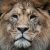 Путина просят закрыть крымский сафари-парк из-за гибели львов