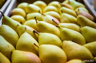 средство от похмелья печеные яблоки груши